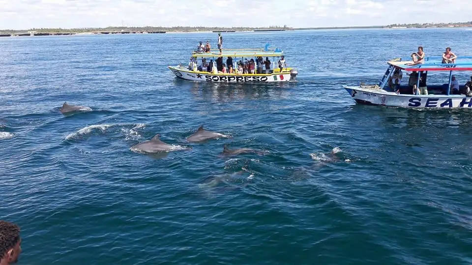 Dolphin pod spotted during a marine safari in Watamu Kenya